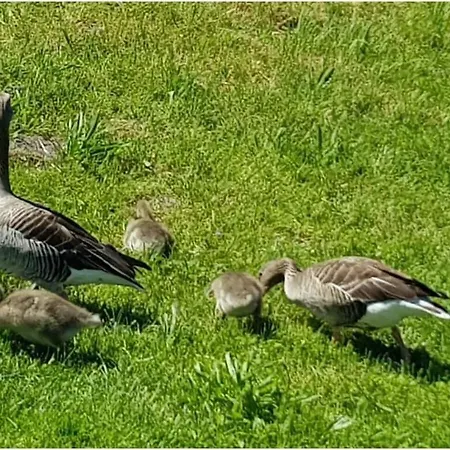 Eldeufer Ii * Plau am See